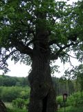 Náhled: Žižkův dub