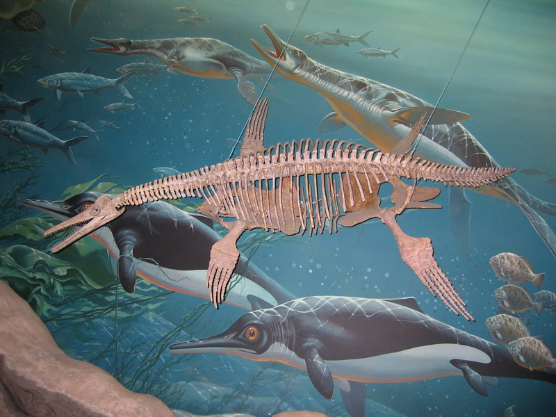National Museum of Natural History