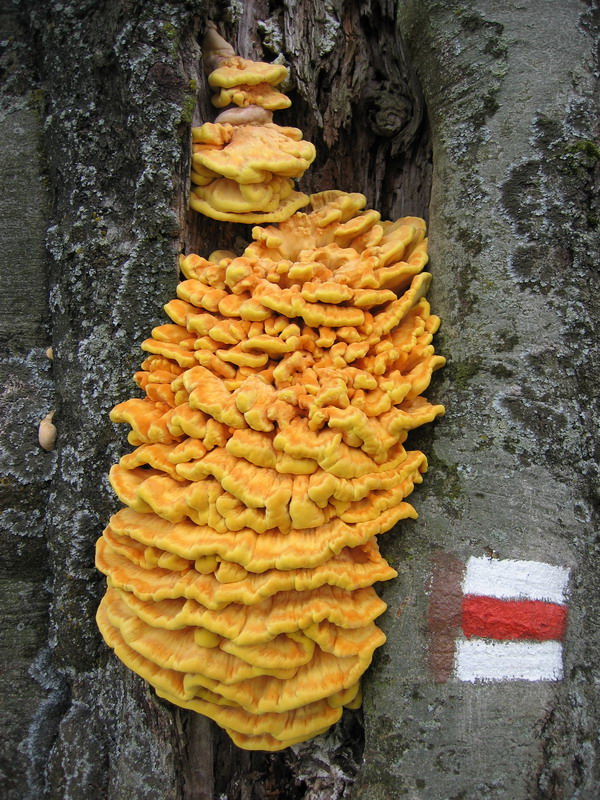 Zajmav houba