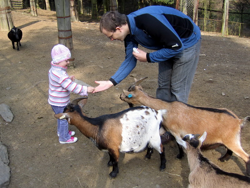 V ZOO