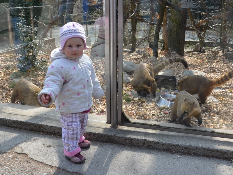v ZOO u nosl
