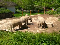 slonice-nahled
